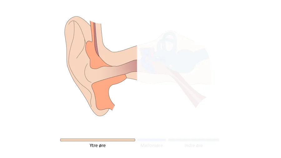 Tegning av det ytre øret.