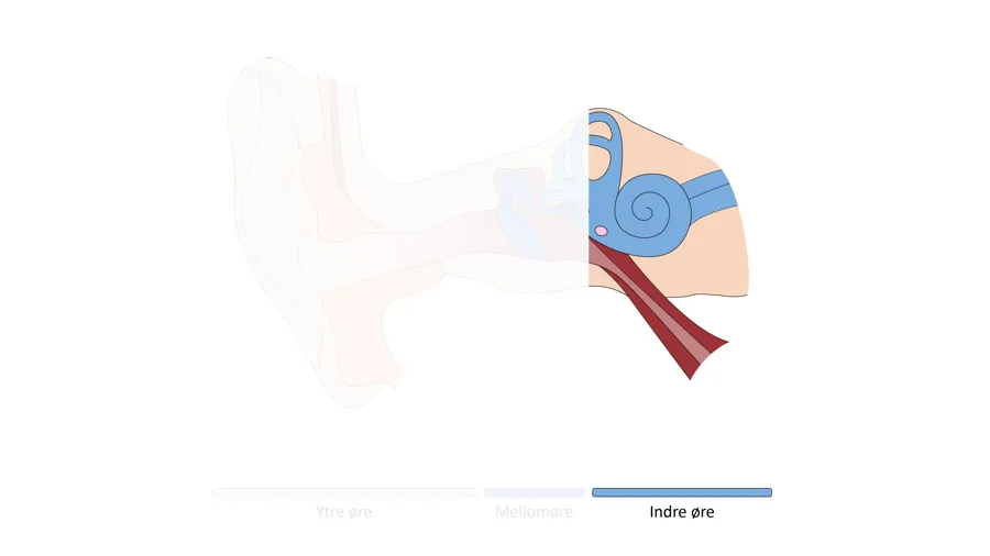 Tegning av det indre øret; balanseorganet og sneglehuset.