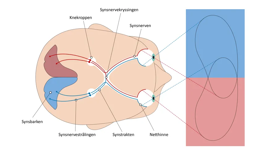 Illustrasjon av et hode der synsbanene forklares med streker og ord.